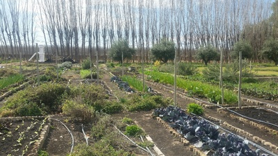 organic_garden_400 organic_garden_400